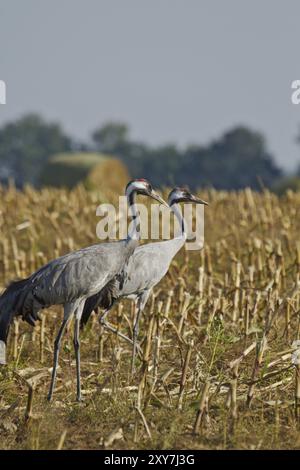 Gewöhnliche Krane im Maisfeld während der Herbstkranwanderung Stockfoto