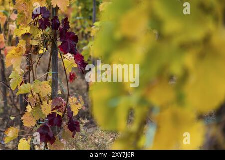Bunte Weinblätter im Herbst auf dem Rotweinwanderweg im Ahrtal Stockfoto