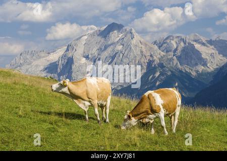 Kuh auf einer Wiese in den Dolomiten Stockfoto