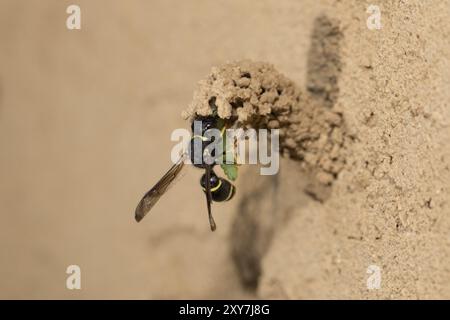 Spiny Mason Wasp, Odynerus spinipes, Spiny mason Wasp Stockfoto