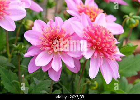 Kompakte Dahlia „Dalina Maxi Starburst Pink“ in Blüte. Stockfoto