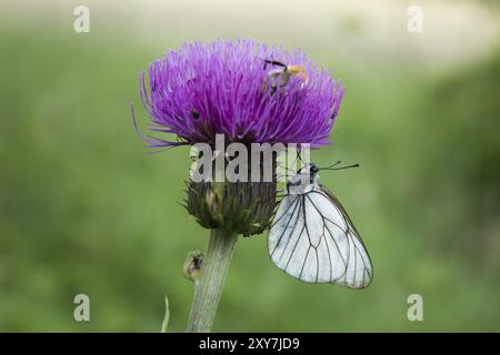 Baum-Weissling, Aporie crataegi, schwarz geäderten Weiß Stockfoto