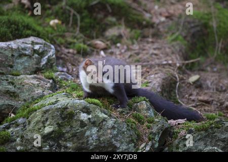 Steinmarder Martes Foina, weiße breasted Marder Stockfoto