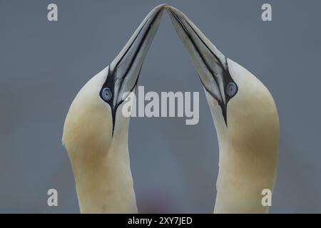 Morus bassanus zwei Erwachsene Vögel, die ihre Balzvorstellung auf einer Klippe in Yorkshire, England, Großbritannien, Europa vorführen Stockfoto