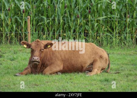 Eine Kuh liegt entspannt auf einer grünen Weide vor einem dichten Maisfeld, borken, münsterland, deutschland Stockfoto