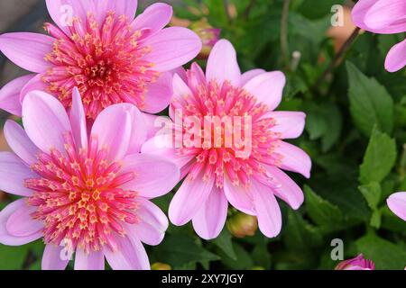 Kompakte Dahlia „Dalina Maxi Starburst Pink“ in Blüte. Stockfoto