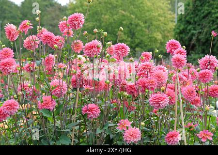 Rosafarbene dekorative Dahlien „Great Silence“ in Blüte. Stockfoto