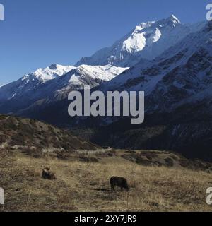 Grasen Yaks vor Annapurna Two Stockfoto