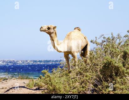 Einsames, dünnes Kamel im Busch an der Küste des Roten Meeres Stockfoto