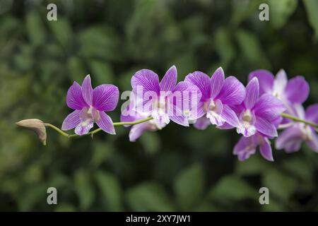 Dendrobium Joaquim Alberto Chissano (Le-Classic X Dendrobium Dendrobium Wong Fee) Stockfoto