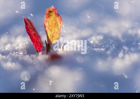 Heidelbeerblätter (Vaccinium myrtillus, Europäische Heidelbeere) im Schnee, Dundret Nature Reserve, Gaellivare, Norrbotten, Lappland, Schweden, September 201 Stockfoto