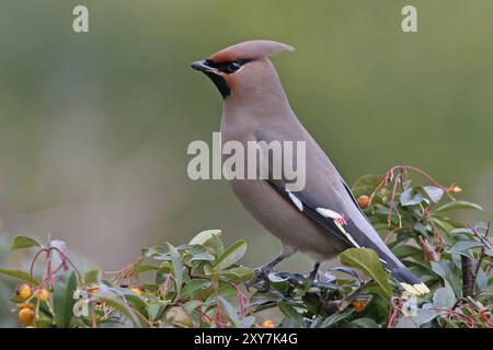 Böhmische Wachsflügel (Bombycilla garrulus), ja, Landkreis Bad Duerkheim, Rheinland-Pfalz, Bundesrepublik Deutschland Stockfoto