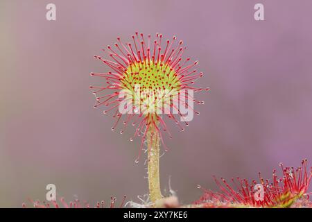 Gewöhnlicher Sonnentau (Drosera rotundifolia), Nahaufnahme, vollständig ausgebreitet und bereit zum Insektenfang, Naturschutzgebiet Aschendorfer Obermoor, Wildes Moor, Emsl Stockfoto