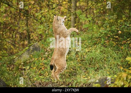 Eurasischer Luchs (Lynx Luchs) springt in die Luft, jagt, Bayern, Deutschland, Europa Stockfoto