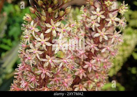 Eucomis comosa, Ananaslilie, „funkelndes Burgunder“ in Blüte. Stockfoto