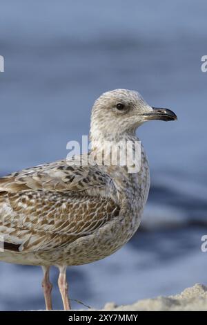 Juvenile Heringsmöwen-Futtersuche. Porträt einer europäischen Heringsmöwe Stockfoto