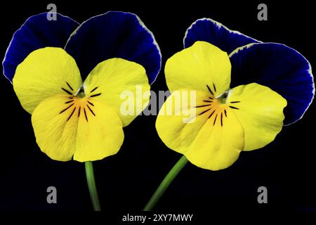 Gehörntes Violett (Viola cornuta, Stiefmütterchen) Stockfoto