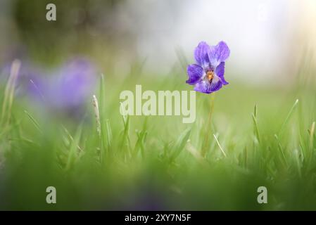 Duftendes Violett, Viola Odorata, Nahaufnahme Stockfoto