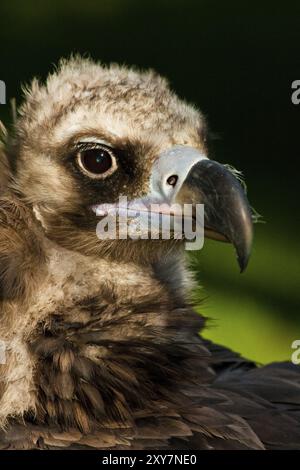 Eurasischer Schwarzgeier, Lebensraum Südeuropa und Zentralasien Stockfoto