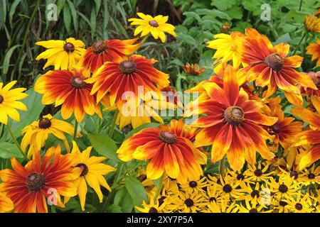 Rote und orangene Rudbeckia, schwarzäugige Susan oder gloriosa Gänseblümchen, „Schokoladenorange“ und „Herbstfarben“ in der Blüte Stockfoto