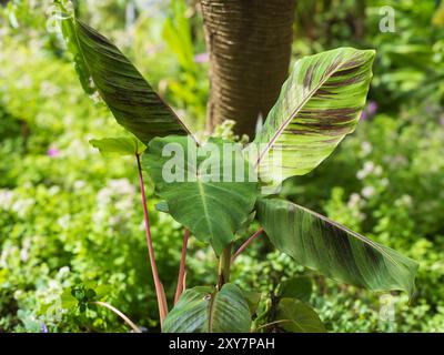 Exotische Blattkombination in einem Garten in Plymouth, Großbritannien, mit Colocasia esculenta „Pink China“ und Musa sikkimensis Bengal Tiger Stockfoto