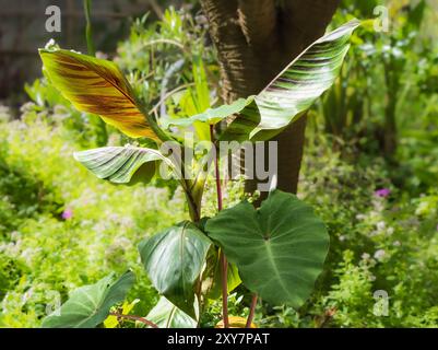 Exotische Blattkombination in einem Garten in Plymouth, Großbritannien, mit Colocasia esculenta „Pink China“ und Musa sikkimensis Bengal Tiger Stockfoto