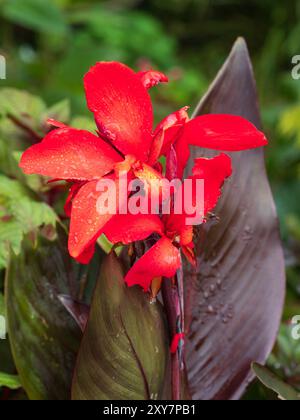 Rote Blüten stehen im Kontrast zum dunklen Laub der halbharten exotischen Staude Canna „Cannova Scarlet Bronze“ Stockfoto