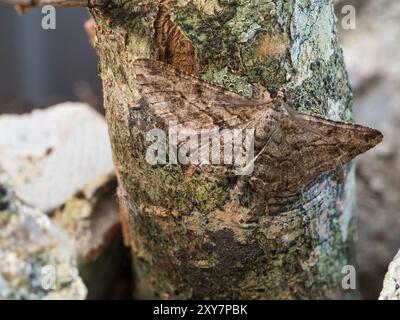 UK Willow Beauty Erwachsene Motte mit Flügeln ausgebreitet und getarnt auf einem lichterfüllten Zweig Stockfoto