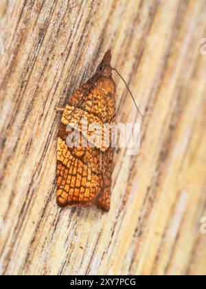 Gitterflügel der britischen Mikromotte Pandemis corylana, der Chequered Obstbaum Tortrix, ein Gartenbesucher Stockfoto