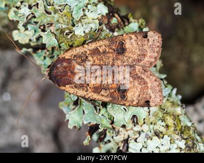 Oberseite einer großen gelben Unterflügelmotte, Noctua pronuba, in einem Garten in Plymouth, Großbritannien Stockfoto