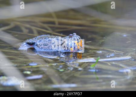 Im Frühling Feuerbauchkröte rufen. Männliche europäische Feuerbauchkröte im Frühling in einem Teich Stockfoto