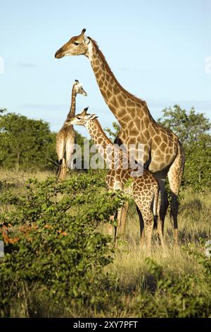 Giraffen-Familie im afrikanischen Busch Stockfoto