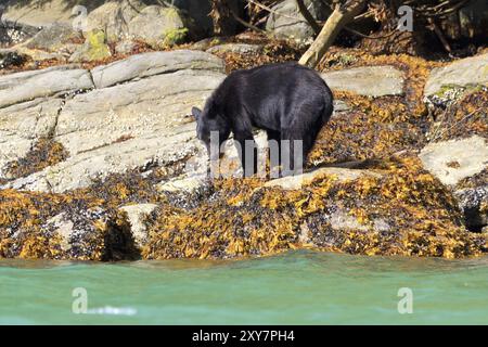 Amerikanischer Schwarzbär in Knight Inlet in Kanada Stockfoto