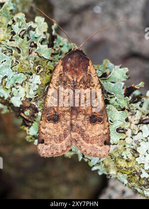 Oberseite einer großen gelben Unterflügelmotte, Noctua pronuba, in einem Garten in Plymouth, Großbritannien Stockfoto