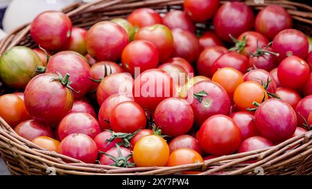 Ein lebhaftes Sortiment reifer roter und orangener Tomaten füllt einen gewebten Korb und zeigt eine üppige Ernte Stockfoto