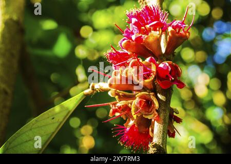 Nahaufnahme Bild des Pomelac-Malay-Apfel-Blüten auf einem Ast Stockfoto