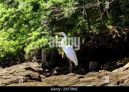 Weißer Reiher sitzt auf den Felsen neben dem Wald Stockfoto