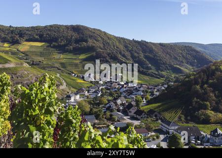 Wandern auf dem Rotweinweg im Ahrtal zwischen Altenahr und Ahrweiler in den Weinbergen an einem sonnigen Herbsttag Stockfoto