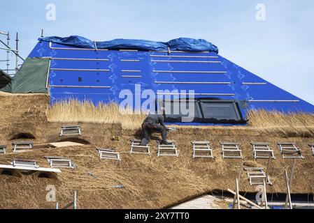 Den Helder, Niederlande. September 2022. Strohhalterungen arbeiten auf einem neuen Strohdach Stockfoto