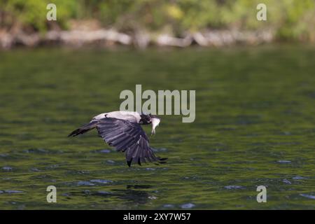 Kapuzenkrähe, Corvus Corone, Aaskrähe Stockfoto