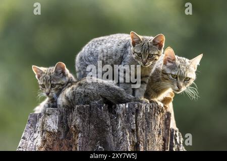 Drei Kätzchen sitzen auf einem Baumstumpf in einem grünen Wald, Wildkatze (Felis silvestris), Kätzchen, Deutschland, Europa Stockfoto