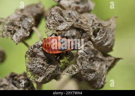 Feuerwehreinsatz, Pyrrhocoris apterus, Feuerwehreinsatz Stockfoto