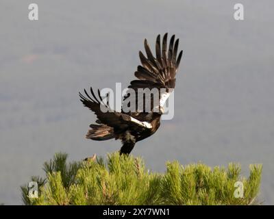 Spanischer Kaiseradler (Aquila adalberti) im Flug, Calera bei Talavera de la Reina, Spanien Stockfoto