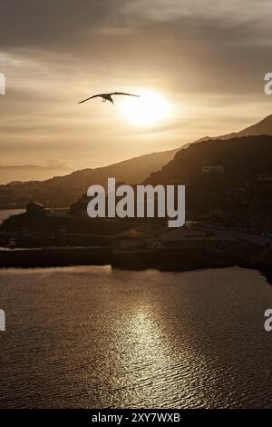 Möwen fliegen am Himmel bei Sonnenuntergang über dem Meer mit Bergen im Hintergrund Stockfoto