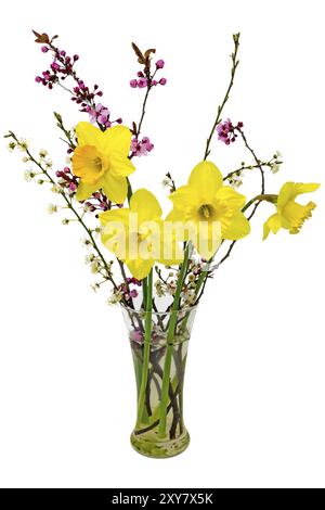 Narzissen mit Mirabellblüten in einer Vase auf weiß Stockfoto