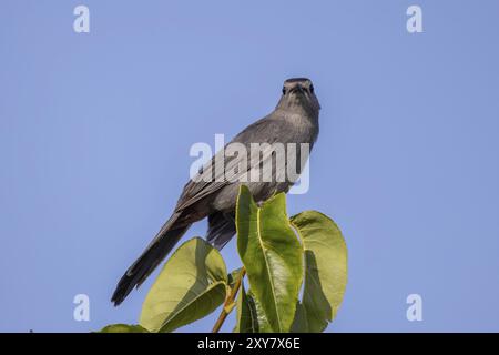 Der graue Katzenvogel (Dumetella carolinensis) am Baum Stockfoto