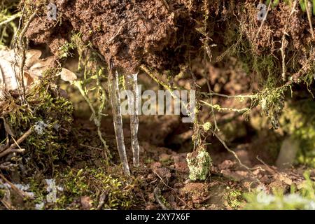 Zwei Eiszapfen hängen auf dem Boden zwischen Moos in einer Spalte im Wald Stockfoto