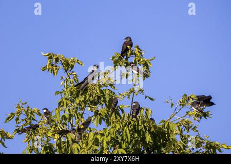 Purple Martin (progne subis) und Baumschwalbe (Tachycineta bicolor) sitzen während der Wanderung nach Süden in einer Herde auf einem Baum zusammen Stockfoto