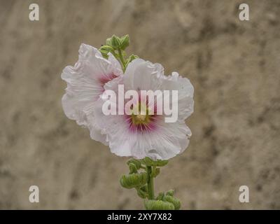 Nahaufnahme einer einzelnen rosa Blume vor einer beigen Wand, Duernstein, Wachau, Donau, Österreich, Europa Stockfoto