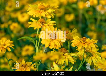 Schöne gelbe Blüten Heliopsis helianthoides. Raues Ochsenauge, glattes Ochsenauge, falsche Sonnenblume. Blumenhintergrund. Stockfoto